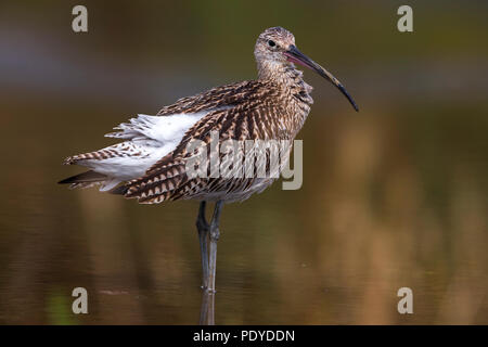 Eurasian Curlew; Numenius arquata Stockfoto