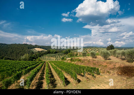 Typische Landschaft in der Region Chianti, Toskana, Italien, an der Straße von Castellina in Poggibonsi Stockfoto