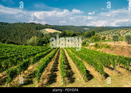 Typische Landschaft in der Region Chianti, Toskana, Italien, an der Straße von Castellina in Poggibonsi Stockfoto