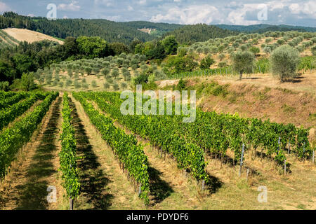 Typische Landschaft in der Region Chianti, Toskana, Italien, an der Straße von Castellina in Poggibonsi Stockfoto