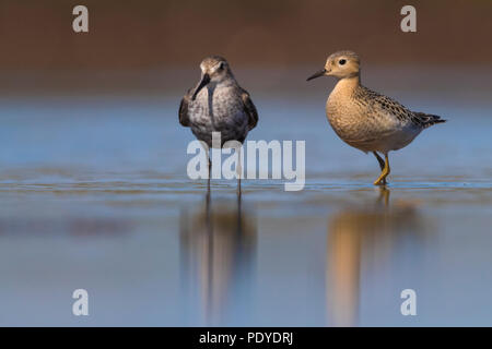 Buff-breasted Sandpiper; Calidris subruficollis Stockfoto