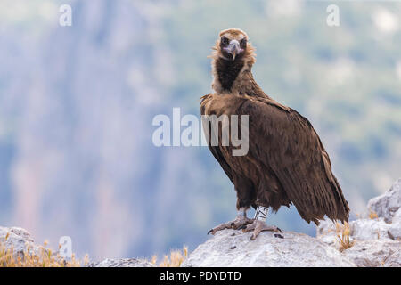 Farbe - Gebänderte Mönchsgeier; Aegypius monachus Stockfoto