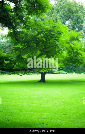 Schöne Grün der üppigen Sommer Baum und grünes Gras Stockfoto