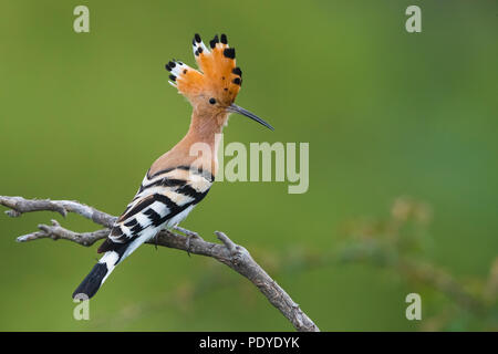 Wiedehopf (Upupa epops) auf Zweig mit angehobenem Crest gehockt Stockfoto