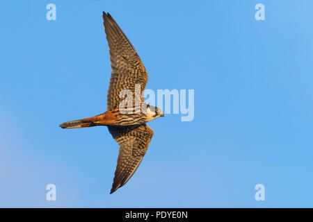 Flying Northern Hobby; Falco subbuteo Stockfoto