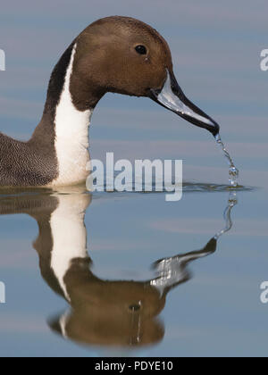 Kopf geschossen Männlichen nördlichen Pintail, Anas acuta Stockfoto