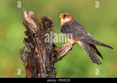 Weiblich Red-footed Falcon; Falco vespertinus Stockfoto