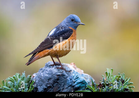 Rock Thrush; Monticola saxatilis Stockfoto