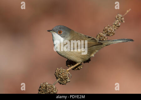 Weibliche sardische Warbler; Sylvia melanocephala Stockfoto