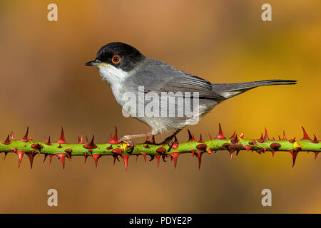 Männliche sardischen Warbler; Sylvia melanocephala Stockfoto