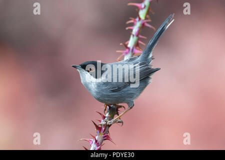 Männliche sardischen Warbler; Sylvia melanocephala Stockfoto