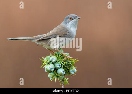 Weibliche sardische Warbler; Sylvia melanocephala Stockfoto