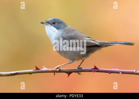 Weibliche sardische Warbler; Sylvia melanocephala Stockfoto