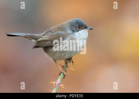 Weibliche sardische Warbler; Sylvia melanocephala Stockfoto