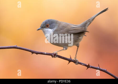 Weibliche sardische Warbler; Sylvia melanocephala Stockfoto