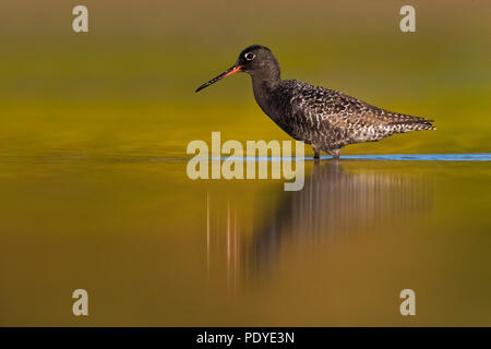 Gefleckte Rotschenkel (Tringa erythropus) Nahrungssuche im flachen Wasser Stockfoto