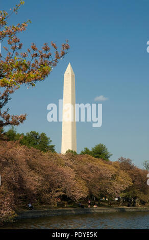 Washington Monument, Wahrzeichen, Washington D.C. fröhliche Blossom Festival Stockfoto