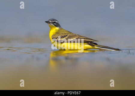 Blue-headed Bachstelze, Motacilla flava Flava Stockfoto