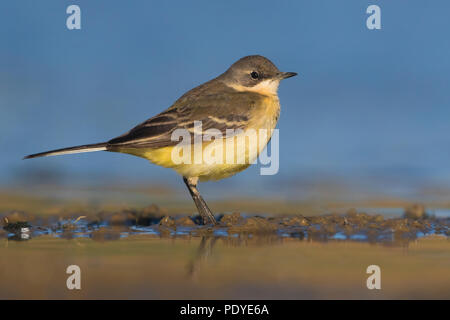 Ashy-headed Bachstelze, Motacilla flava cinereocapilla Stockfoto