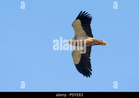 Fliegen nach Schmutzgeier Neophron percnopterus; Stockfoto