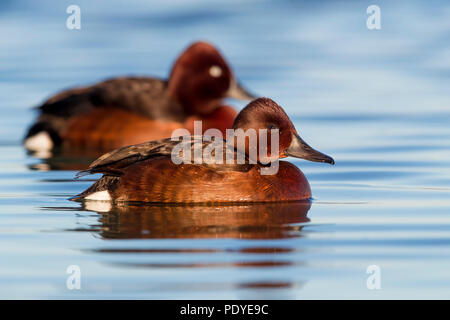 Moorente; Aythya nyroca Stockfoto