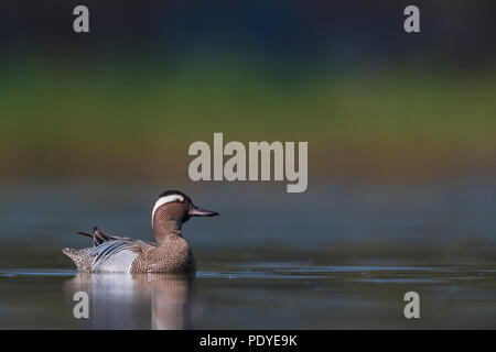 Krickente Anas querquedula; Stockfoto