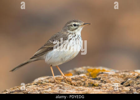 Berthelot die Pieper; Anthus berthelotii Stockfoto