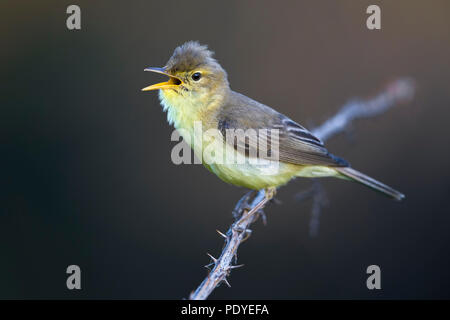 Singen melodischer Warbler; Hippolais polyglotta Stockfoto