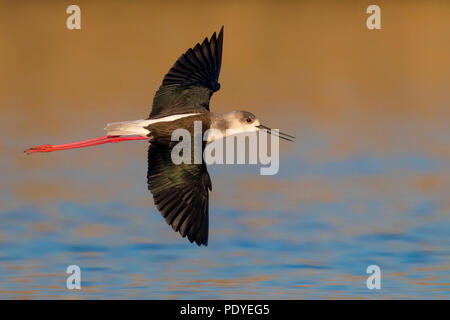 Flying Black-winged Stelzenläufer Himantopus himantopus; Stockfoto