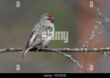 Takje Witsnuitbarmsijs op een met Jonge knopjes. Arktis Redpoll sitzen auf einem Zweig mit frischen Knospen. Stockfoto