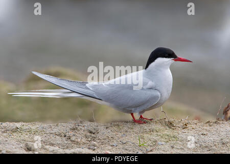 Zijaanzicht van Noordse Stern met zanderige ondergrond. Seitenansicht (Profil) der Küstenseeschwalbe. Stockfoto