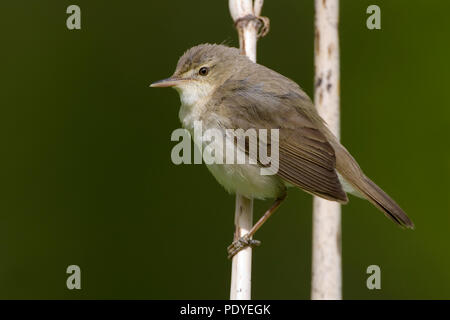 Een Struikrietzanger op een rietstengel. Ein blyth der Teichrohrsänger auf ein Rohr stammen. Stockfoto