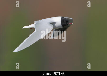 Eine kleine Möwe in Gleitflug. Stockfoto