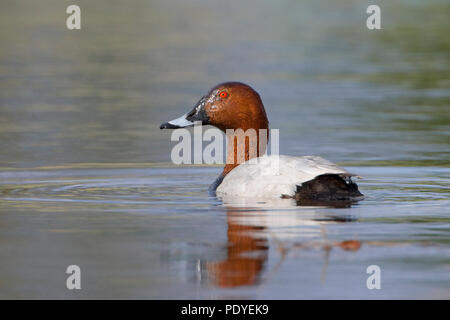 Tafeleend zwemmend in het Water, zijaanzicht.Common Pochard schwimmen im Wasser, Seitenansicht. Stockfoto