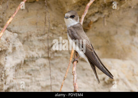 Sand Martin in der Brutkolonie auf Zweig Stockfoto