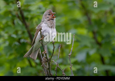 Ein Scarlet Rosefinch singen auf einem Zweig Stockfoto