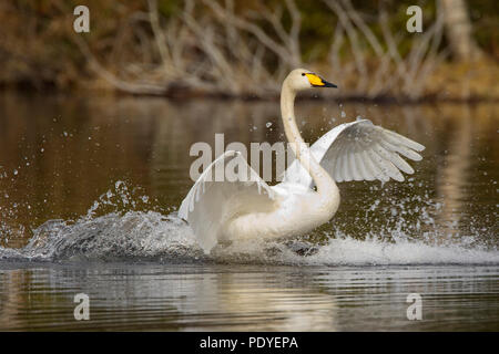 Wilde zwaan met Landung op het water. Singschwan, eine Landung auf dem Wasser. Stockfoto