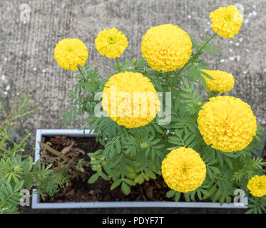 Golden frische Ringelblume im weißen Plastikbecher vor der städtischen Haus. Stockfoto