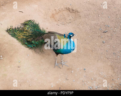 Junge männliche Pfau mit der langen Federn Schwanz auf dem Boden des offenen Zoo ist. Stockfoto