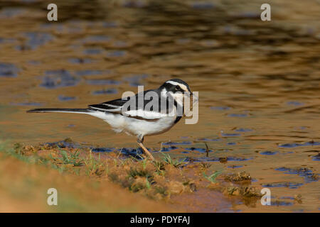 African Pied Wagtail mit Insekt; Motacilla aguimp; Afrikaanse Witte Kwikstaart Insekt met. Stockfoto