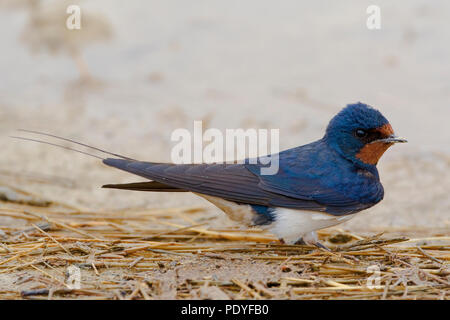 Rauchschwalbe; Hirundo rustica; Boerenzwaluw Stockfoto