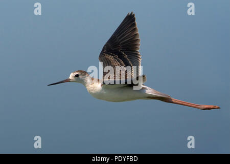 Schwarz - geflügelte Stelzenläufer Himantopus himantopus Fliegen; Jugendlich; Vliegende juveniele Steltkluut. Stockfoto