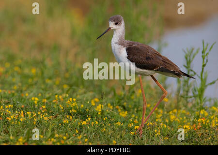 Kinder schwarz - geflügelte Stelzenläufer auf Gras mit gelben Blumen; Himantopus himantopus; Onvolwassen Steltkluut op Gras met Vögele bloemetjes. Stockfoto