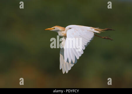 Kuhreiher Bubulcus ibis; Fliegen; Vliegende Koereiger Stockfoto