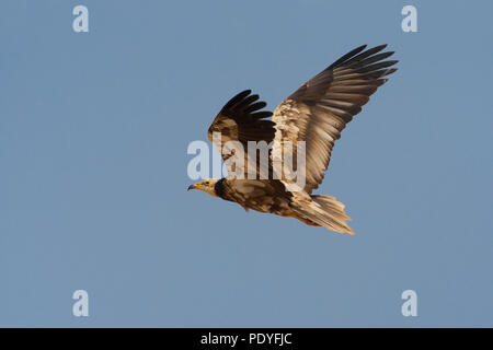 Onvolwassen vliegende Aasgier; unreif Fliegen; Neophron percnopterus Schmutzgeier. Stockfoto