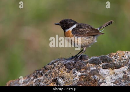 Roodborsttapuit ; Europäische Schwarzkehlchen Saxicola rubicola; Stockfoto