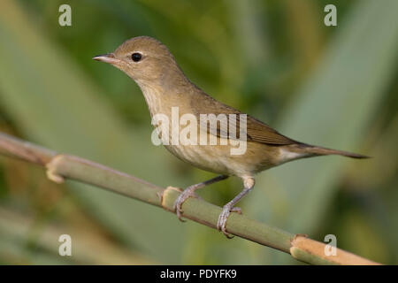 Tuinfluiter; Garten Warbler; Sylvia Borin Stockfoto