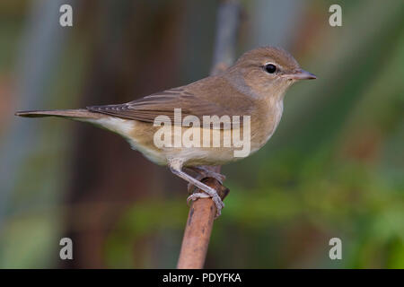 Tuinfluiter; Garten Warbler; Sylvia Borin Stockfoto