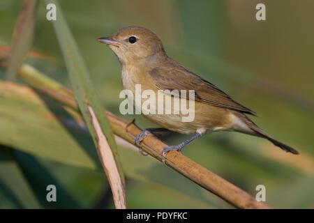 Tuinfluiter; Garten Warbler; Sylvia Borin Stockfoto