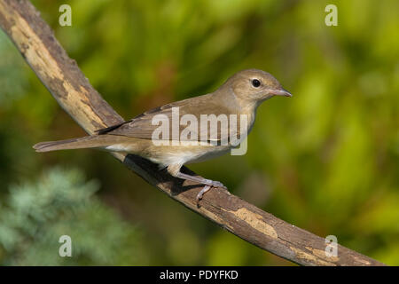 Tuinfluiter; Garten Warbler; Sylvia Borin Stockfoto